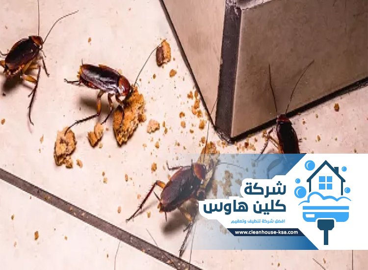 شركة مكافحة صراصير بالمدينة