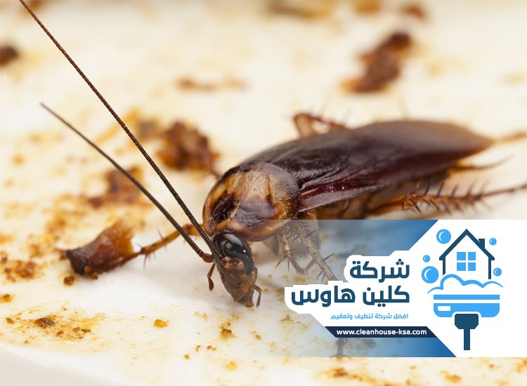 شركة مكافحة صراصير بالمدينة