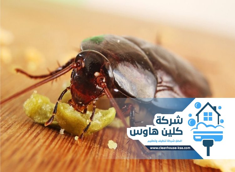 شركة مكافحة صراصير بالمدينة