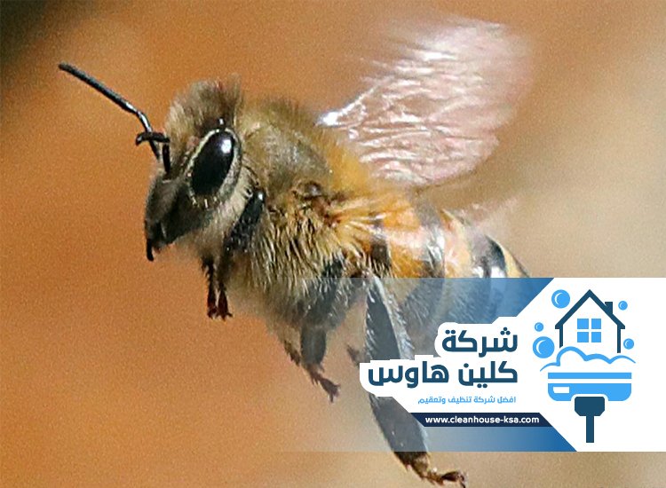 شركة مكافحة النحل بالمدينة
