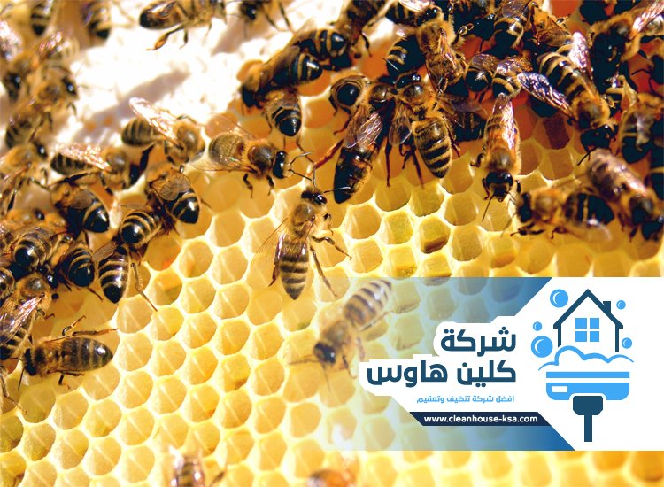 شركة مكافحة النحل بالمدينة
