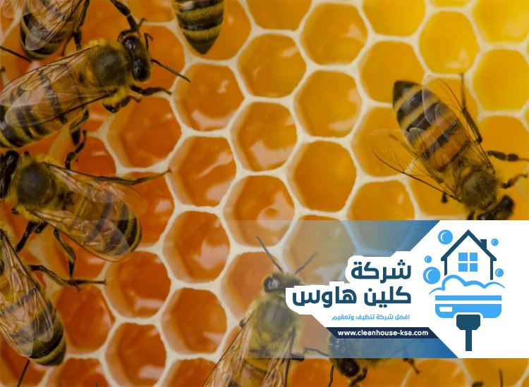 شركة مكافحة النحل بالمدينة