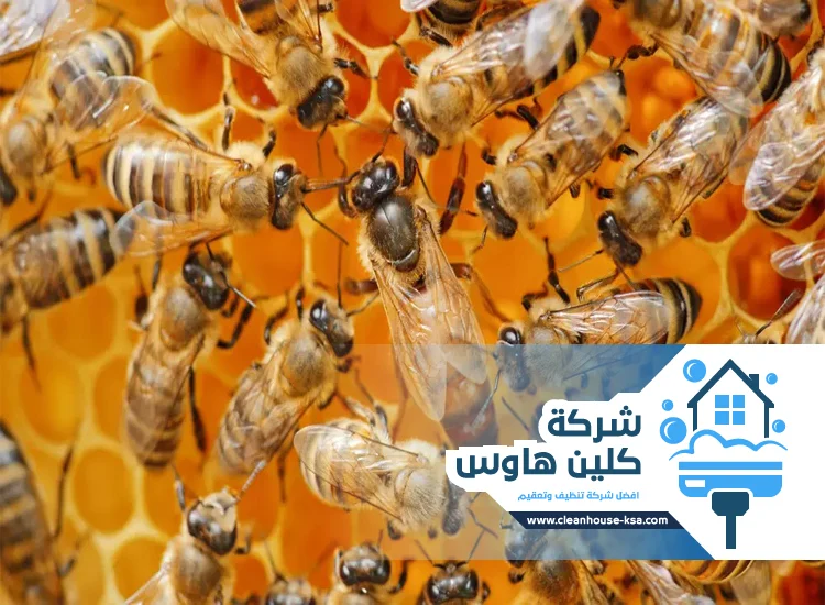 شركة مكافحة النحل بالمدينة