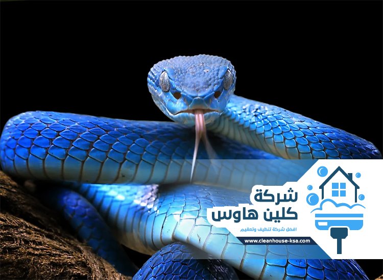 شركة مكافحة الثعابين بالمدينة