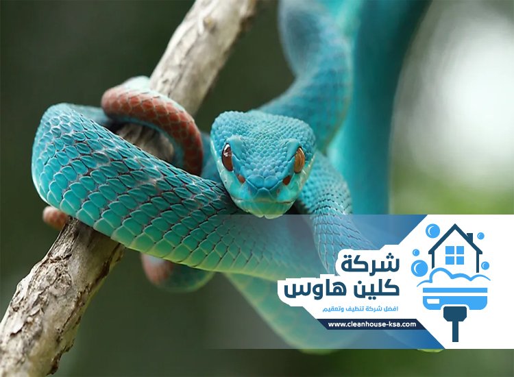 شركة مكافحة الثعابين بالمدينة