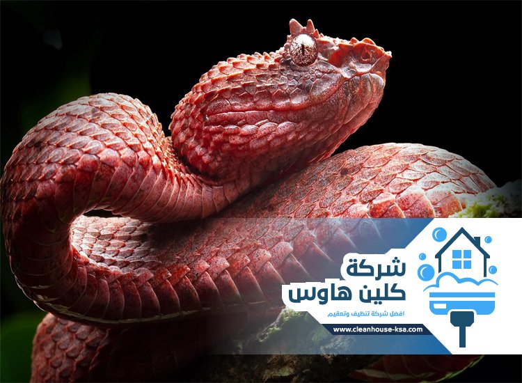 شركة مكافحة الثعابين بالمدينة