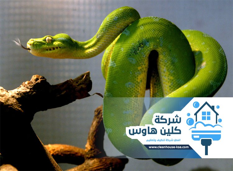 شركة مكافحة الثعابين بالمدينة