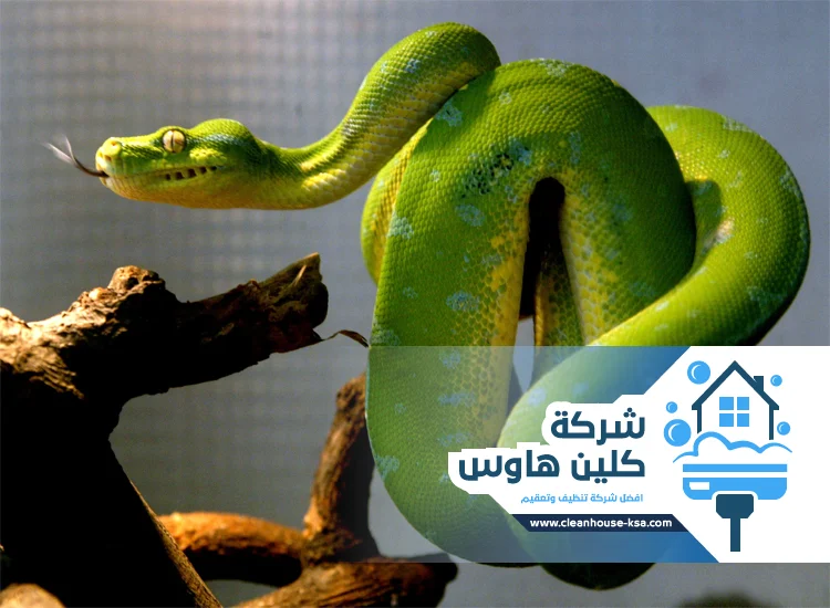 شركة مكافحة الثعابين بالمدينة
