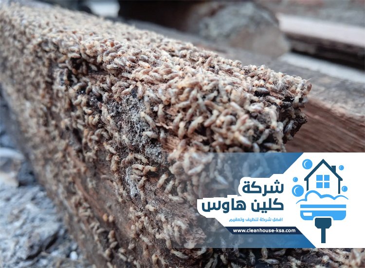 شركة مكافحة العتة بالمدينة