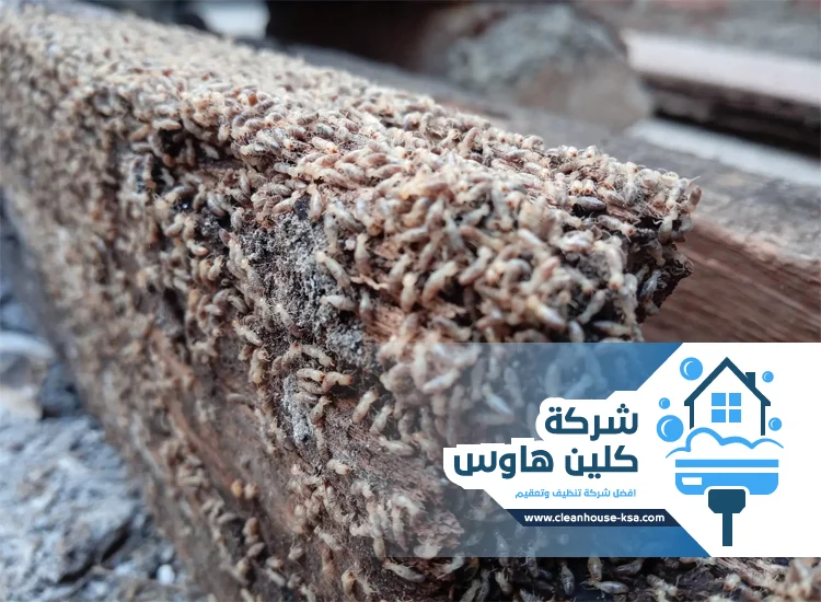 شركة مكافحة العتة بالمدينة