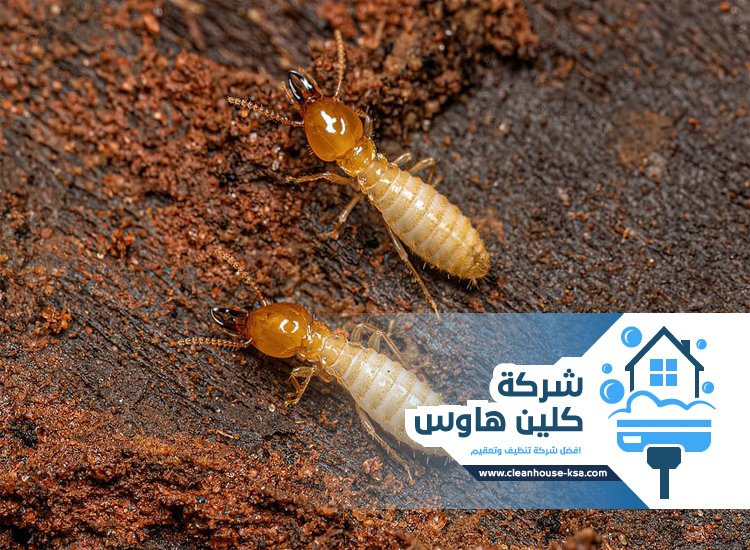 شركة مكافحة العتة بالمدينة