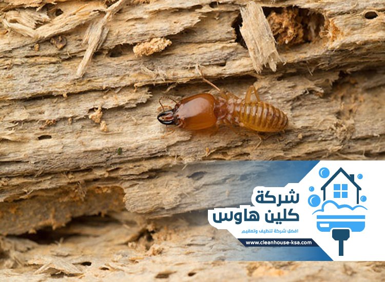 شركة مكافحة العتة بالمدينة