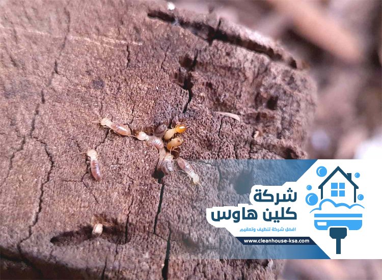 شركة مكافحة العتة بالمدينة