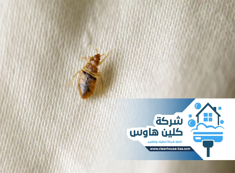 شركة مكافحة بق الفراش بالمدينة