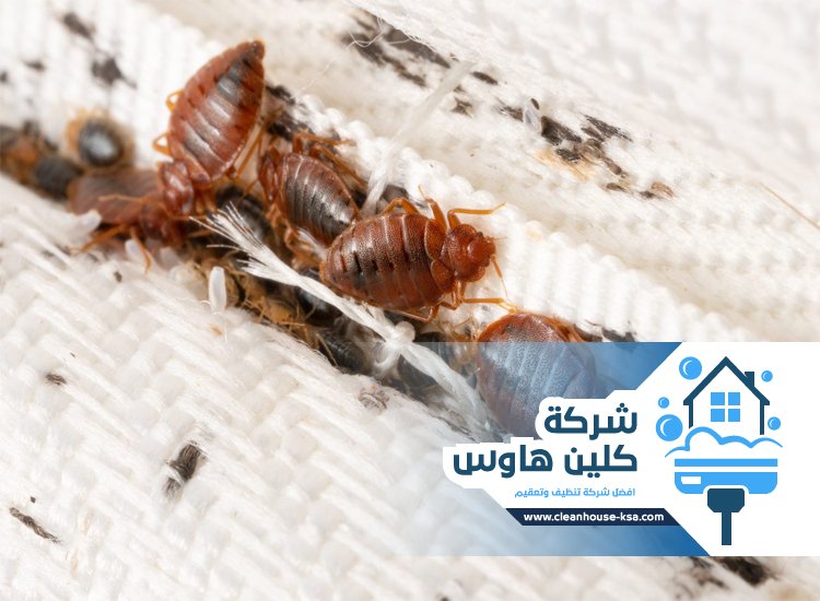 شركة مكافحة بق الفراش بالمدينة