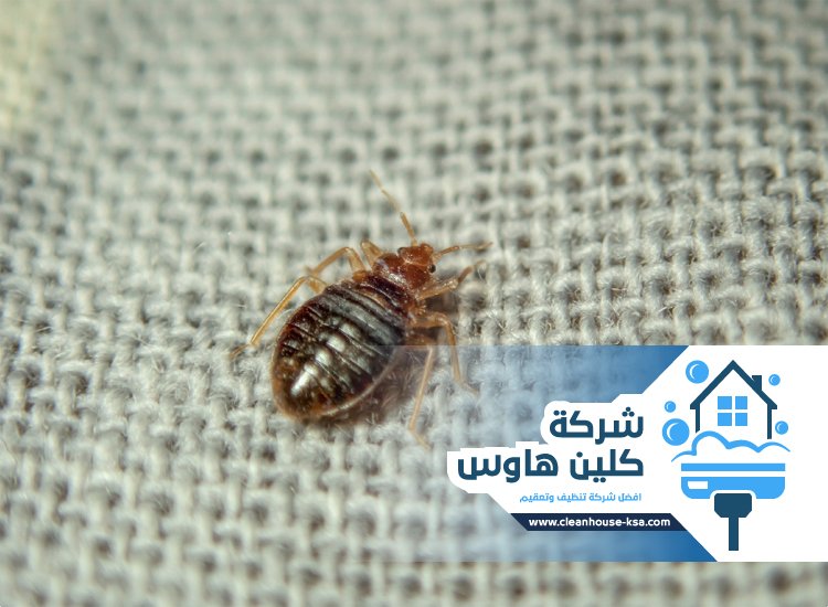 شركة مكافحة بق الفراش بالمدينة