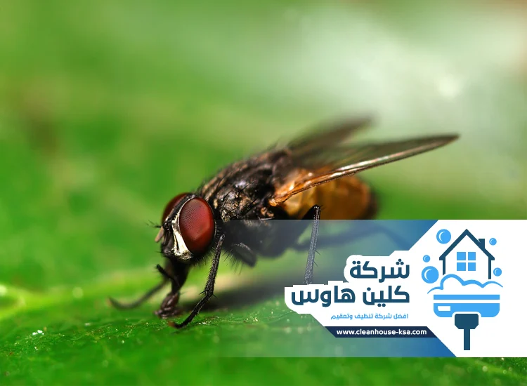 شركة مكافحة الذباب بالمدينة