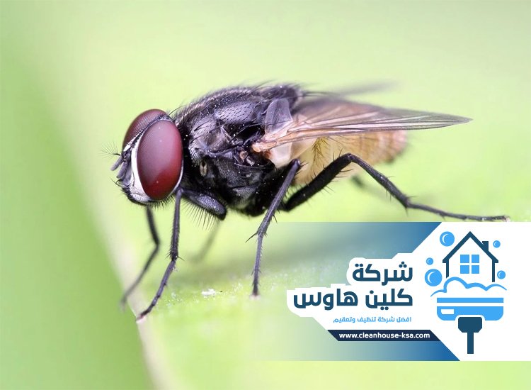 شركة مكافحة الذباب بالمدينة