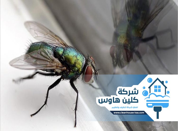 شركة مكافحة الذباب بالمدينة