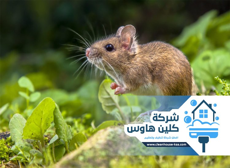 شركة مكافحة الفئران بالمدينة