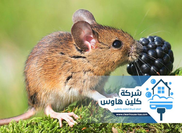 شركة مكافحة الفئران بالمدينة