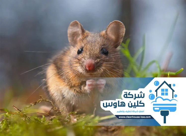 شركة مكافحة الفئران بالمدينة