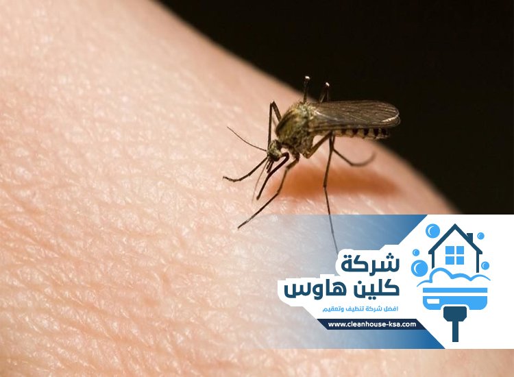 شركة مكافحة الناموس بالمدينة