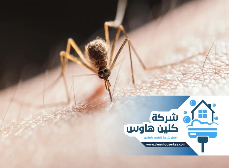 شركة مكافحة الناموس بالمدينة