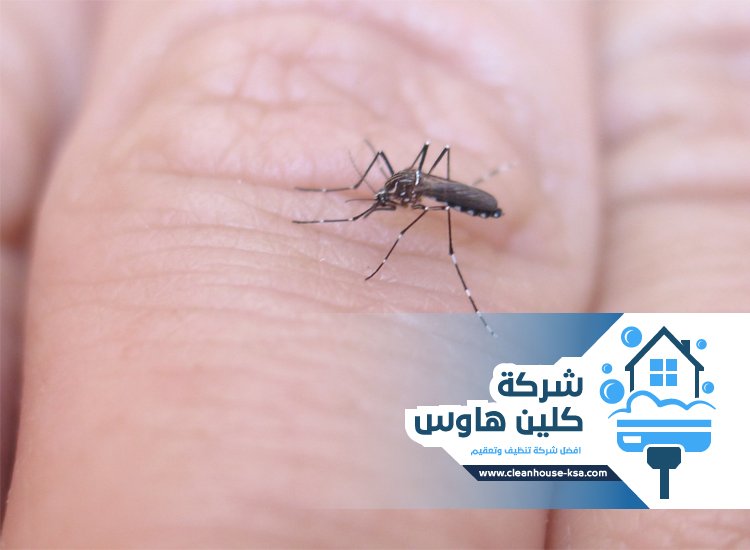 شركة مكافحة الناموس بالمدينة