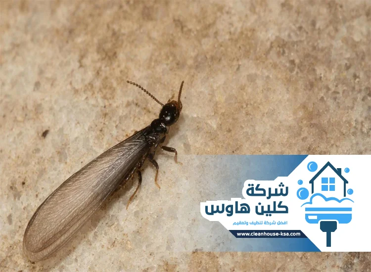 شركة مكافحة النمل الابيض بالمدينة