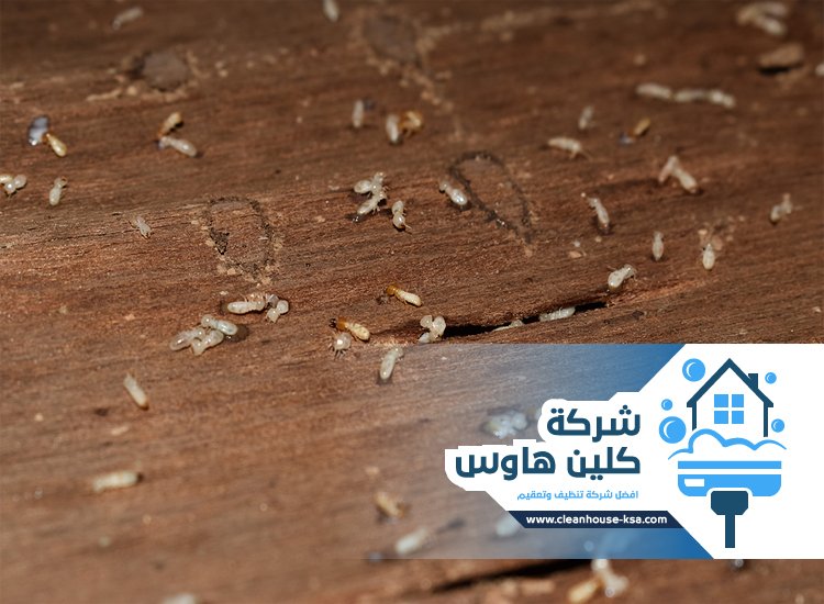 شركة مكافحة النمل الابيض بالمدينة