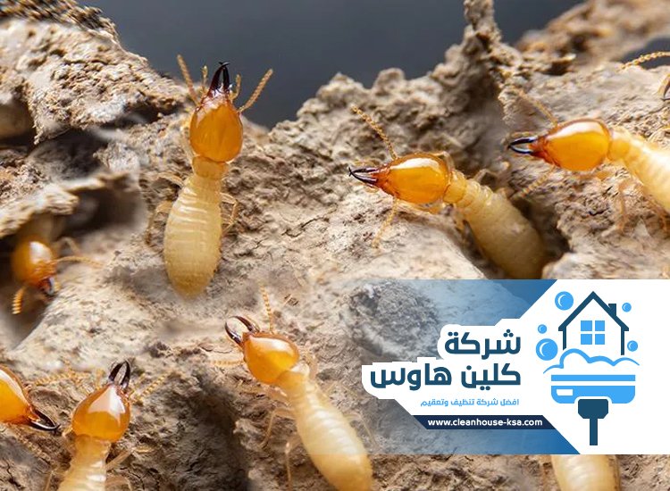 شركة مكافحة النمل الابيض بالمدينة