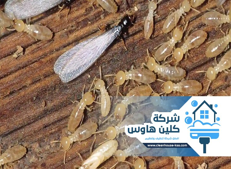 شركة مكافحة النمل الابيض بالمدينة