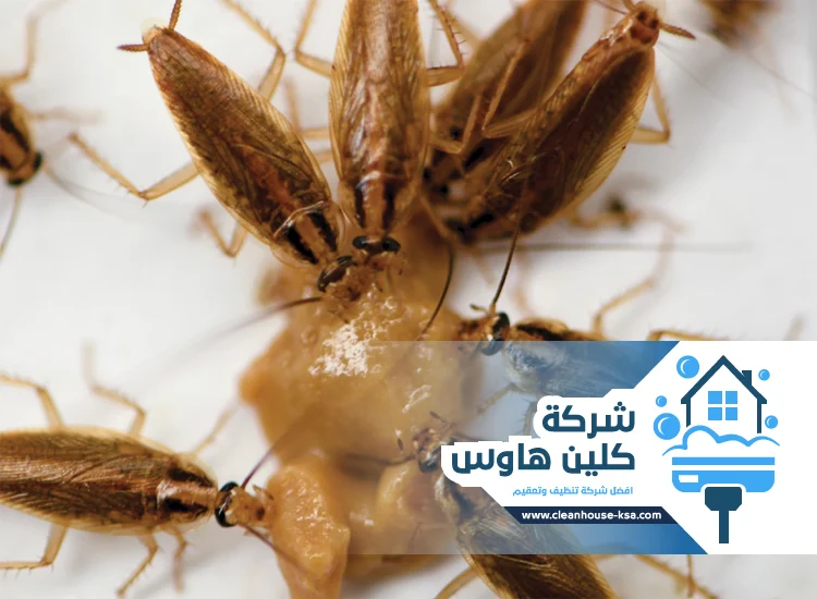 شركة مكافحة صراصير بالمدينة