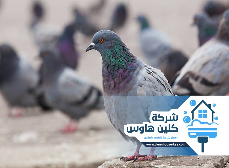 شركة تركيب طارد حمام بالمدينة