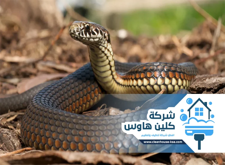 شركة مكافحة الافاعي بالمدينة المنورة