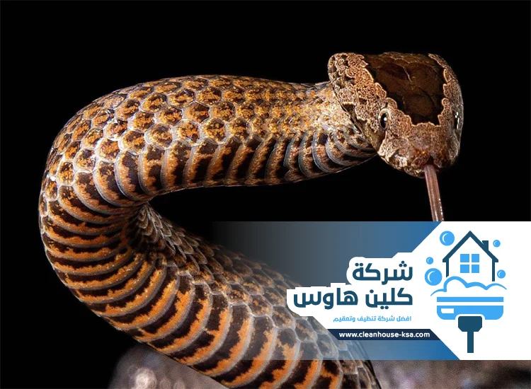 شركة مكافحة الافاعي بالمدينة المنورة