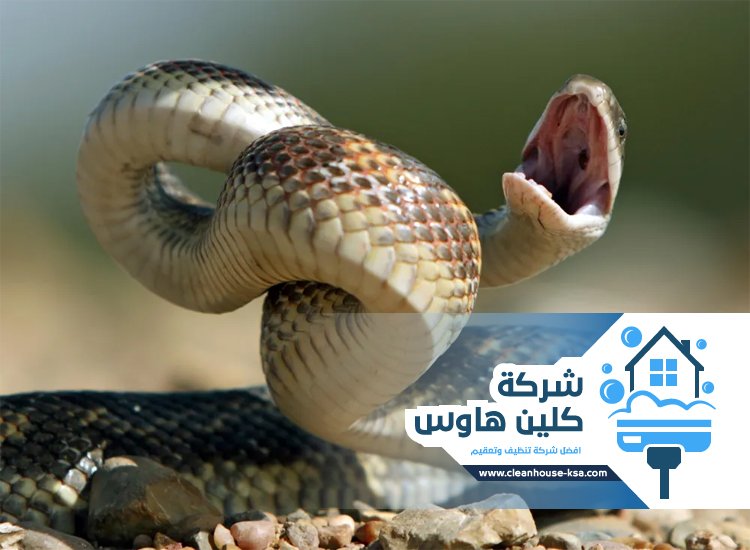 شركة مكافحة الافاعي بالمدينة المنورة