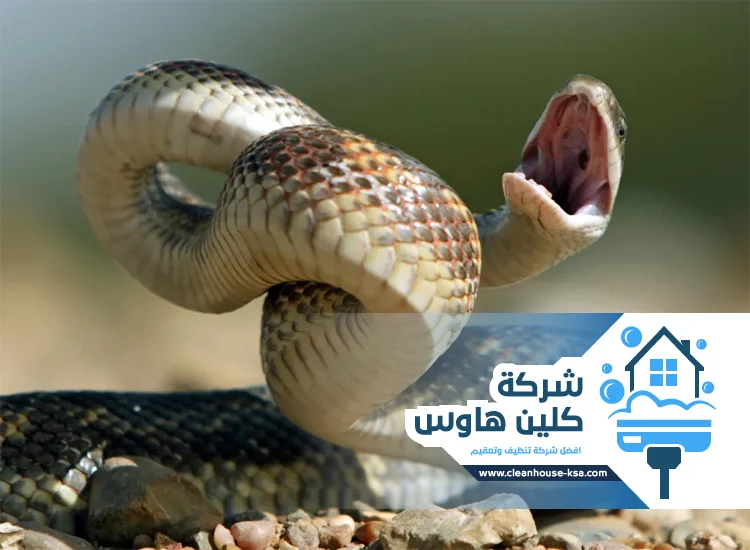 شركة مكافحة الافاعي بالمدينة المنورة