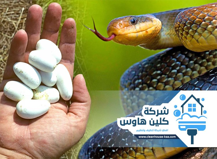 شركة مكافحة الافاعي بالمدينة المنورة