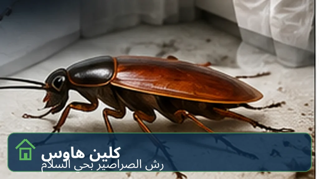 شركة رش صراصير بحي السلام - كلين هاوس
