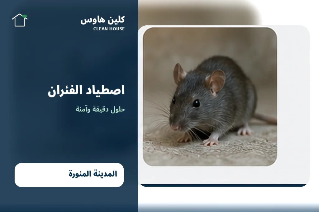اصطياد الفئران بالمدينة المنورة باستخدام حلول مهنية من كلين هاوس