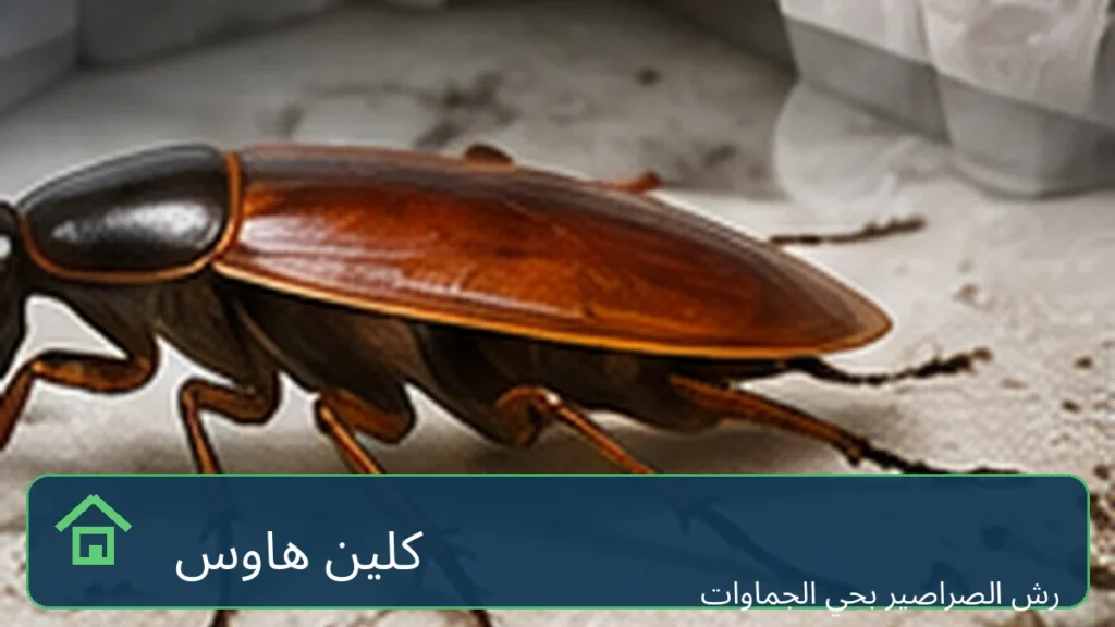 شركة رش صراصير بحي الجماوات - كلين هاوس